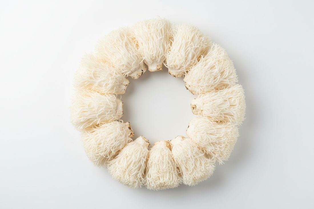 Aslan Yelesi Mantarı Faydaları ve Sağlığa Etkileri